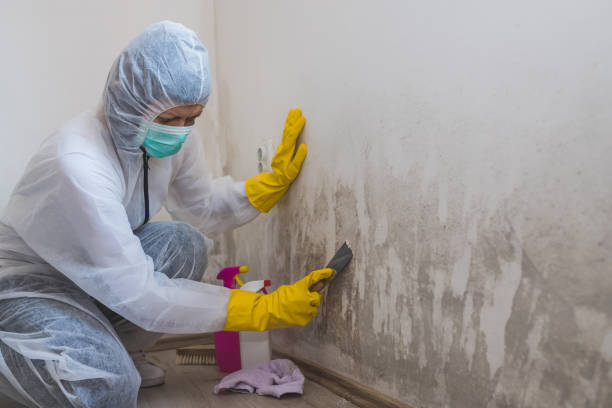 Best Toxic Mold Removal  in Friars Point, MS