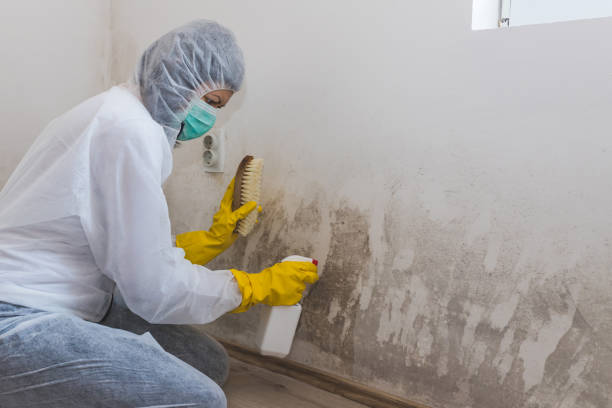 Best Mold Cleaning Services  in Friars Point, MS