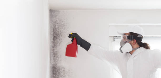 Best Professional Mold Removal  in Friars Point, MS