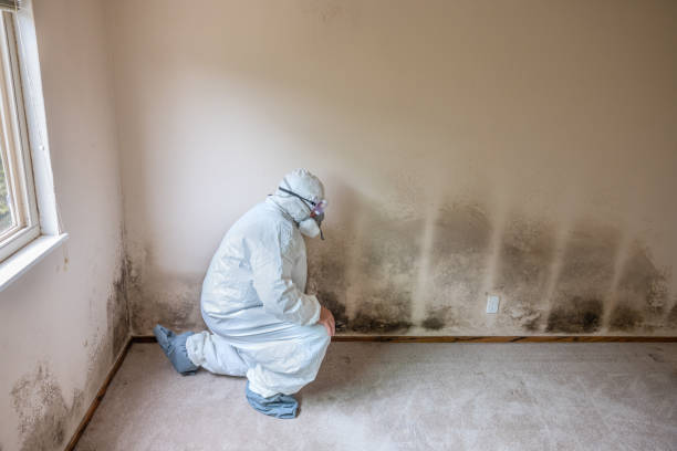 Best Certified Mold Removal  in Friars Point, MS