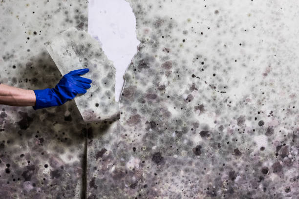 Best Mold Remediation Services  in Friars Point, MS