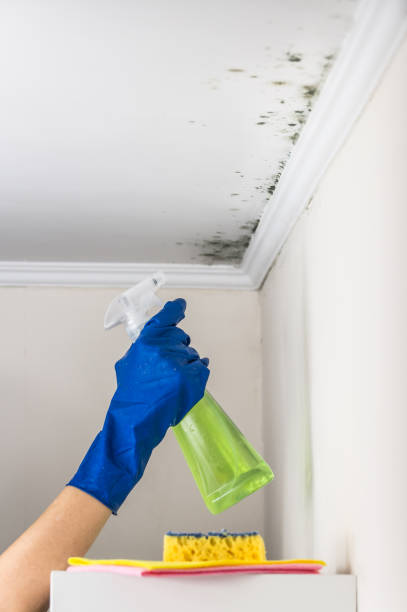 Certified Mold Removal in Friars Point, MS